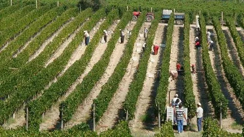 Wine Tasting in Urla 2